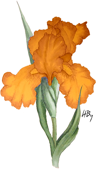 Flowers Png Iris - Flower Paint Png (354x591)