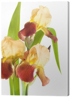 Red Yellow Irises On White Background Canvas Print - Tulip (400x400)