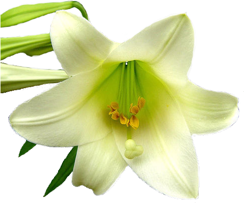 Lily0 486 X - Lilys Png (486x418)
