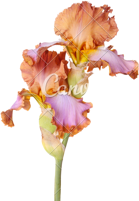 Stem With Two Multicolored Iris Flowers Isolated - Plant Stem (638x800)