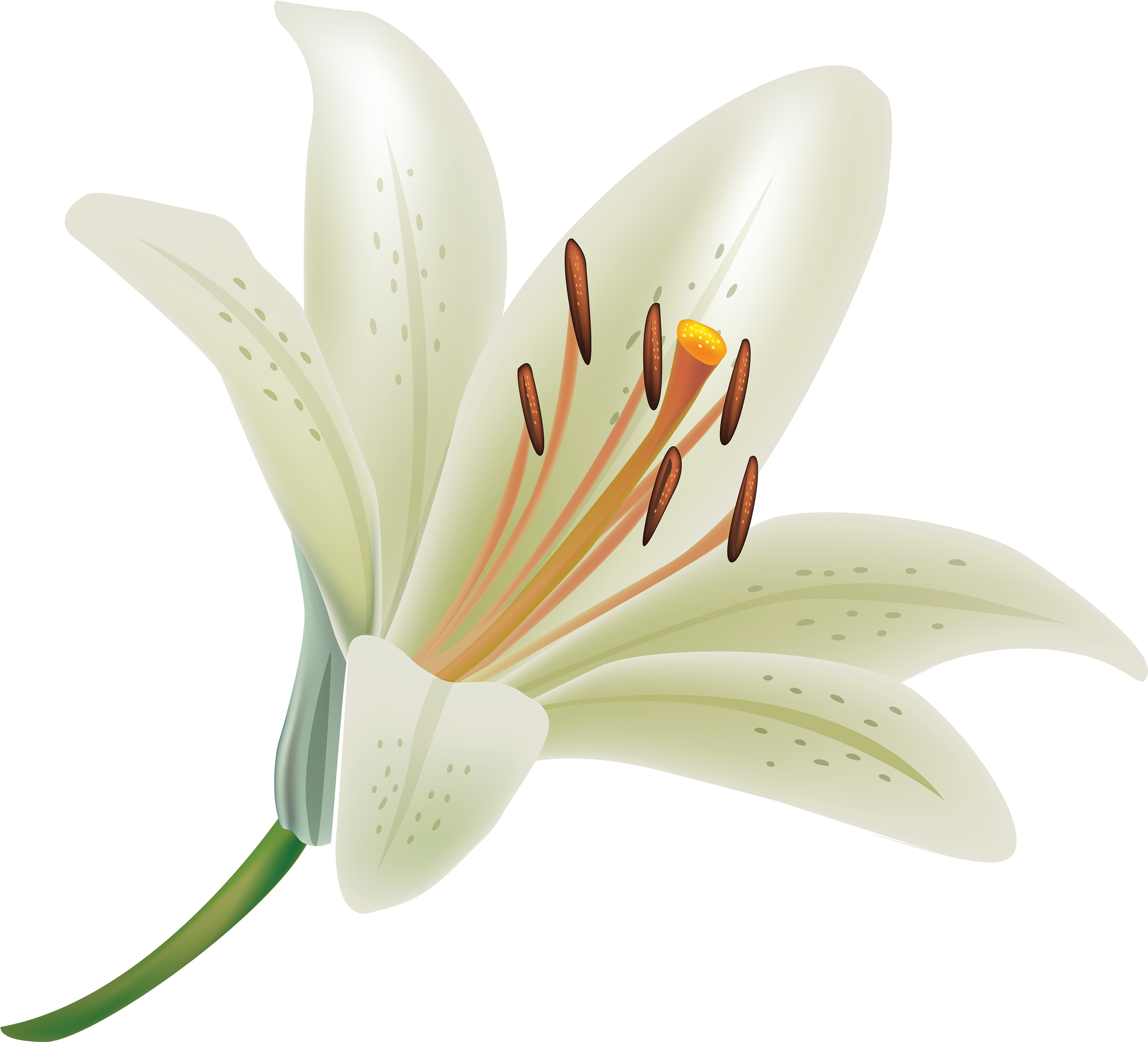 White Lily Flower Png Clipart - White Lily Transparent Background (3000x2723)