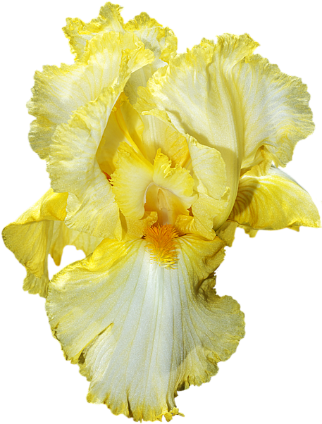 Click And Drag To Re-position The Image, If Desired - Iris (466x700)