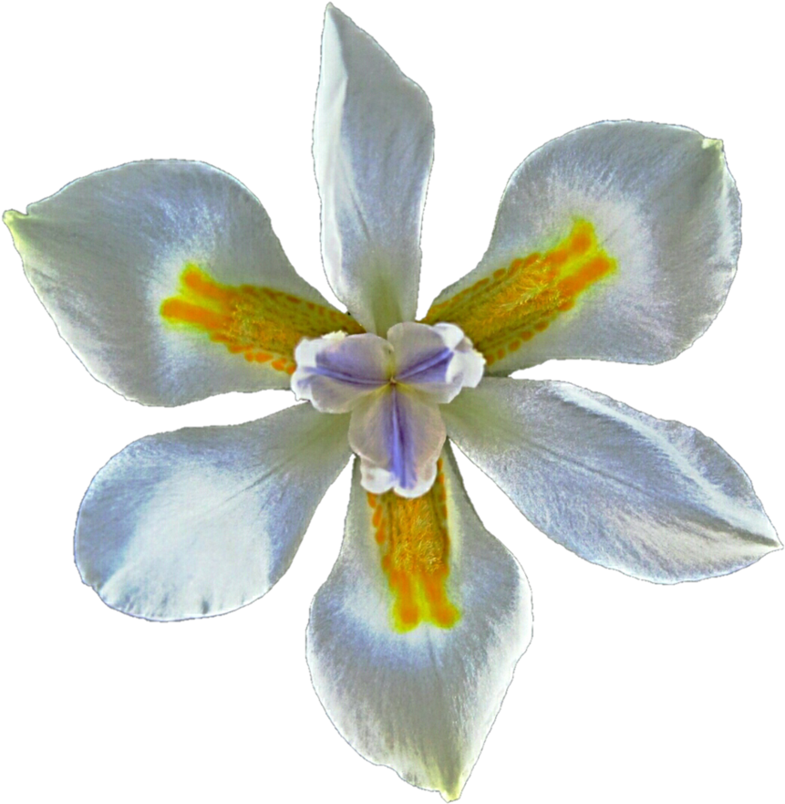 Ivory Iris By Jeanicebartzen27 - Iris (887x901)