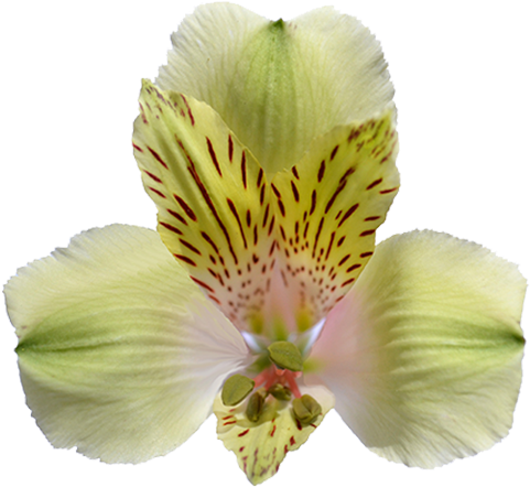 Peruvian Lily (600x480)