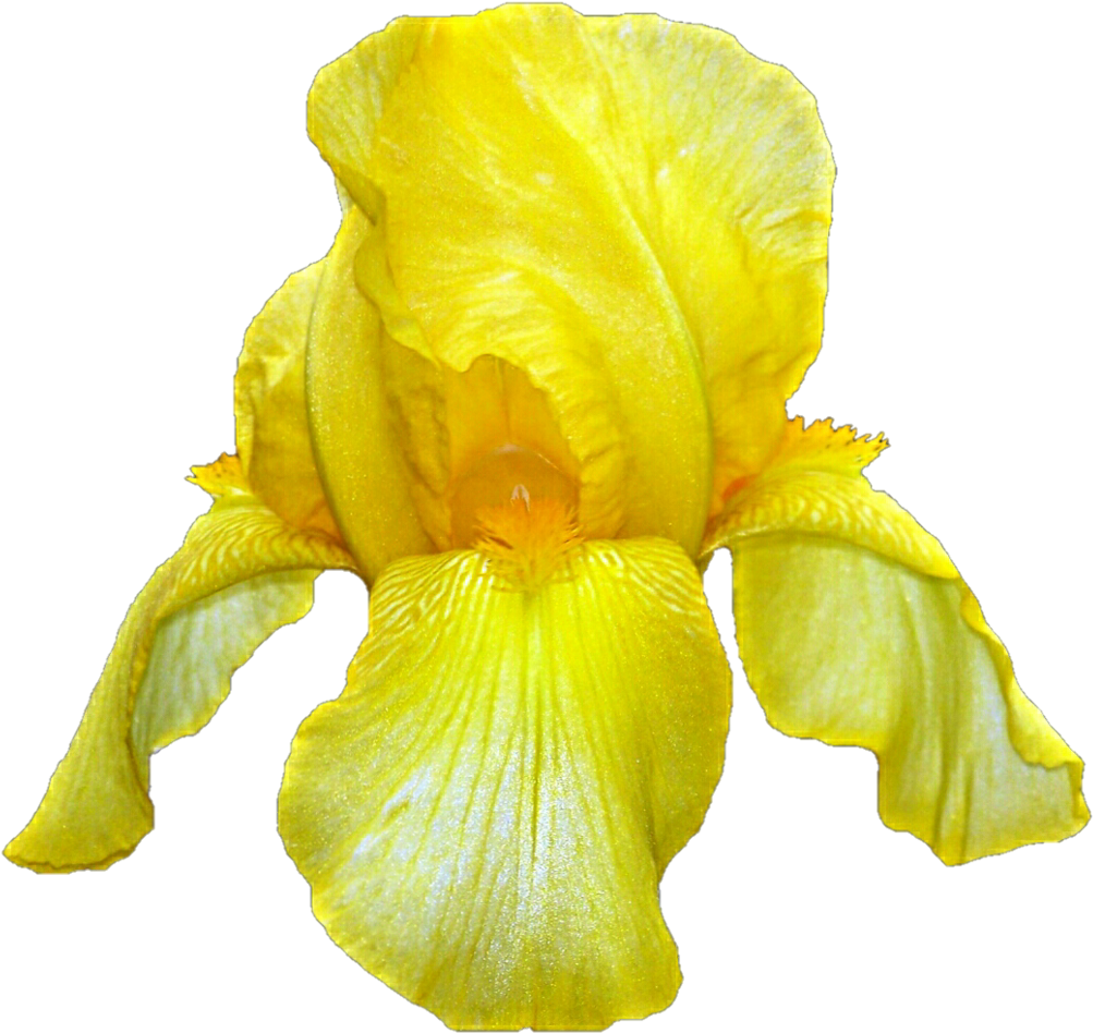 Yellow Iris By Jeanicebartzen27 On Deviantart - Yellow Iris Flower Transparent (1024x972)