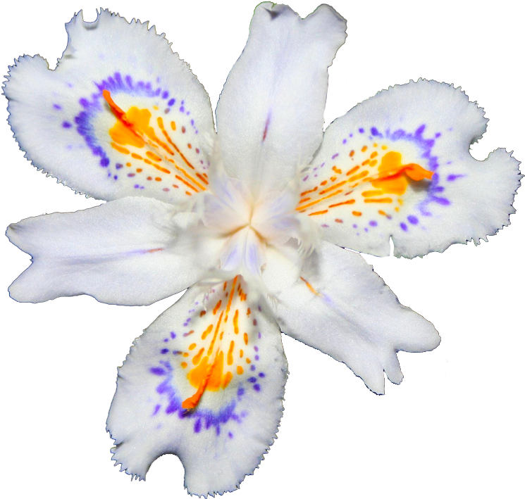 Crested Iris - Irises (816x711)