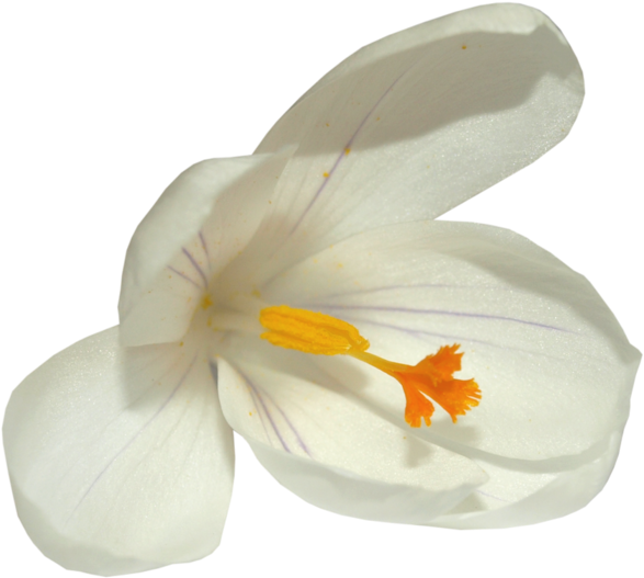 Png Клипарт Цветы - Hummingbird (699x599)