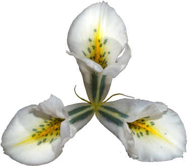 Original - White Egret Flower (480x360)