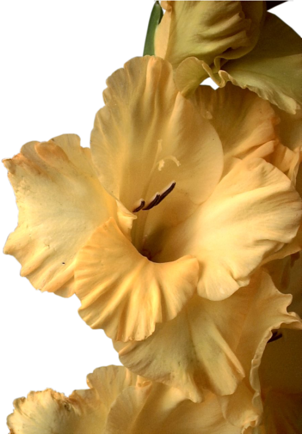 Publicat De Eu Ciresica La - Narcissus (600x847)