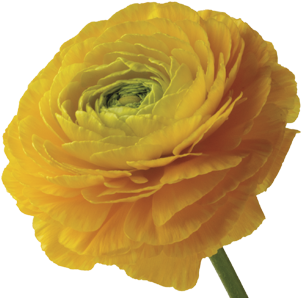 Ranunculus - Redonkulous Flower (400x300)