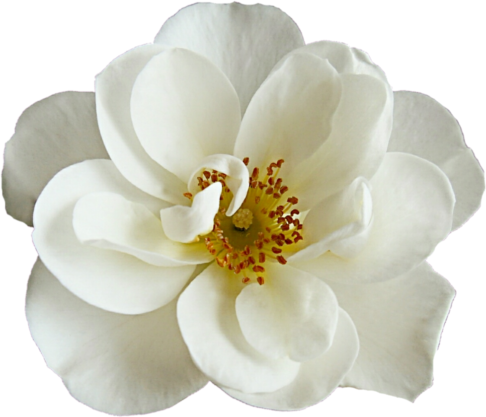White Dogwood Rose By Jeanicebartzen27-d8mh6yu - Dogwood Flower Png Transparent (1024x880)