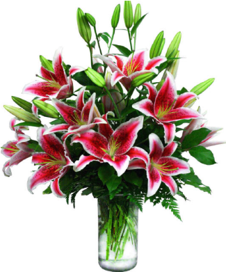 Ff174 Stargazer Elegance - Flores Imajes Bonitas Grande (445x390)