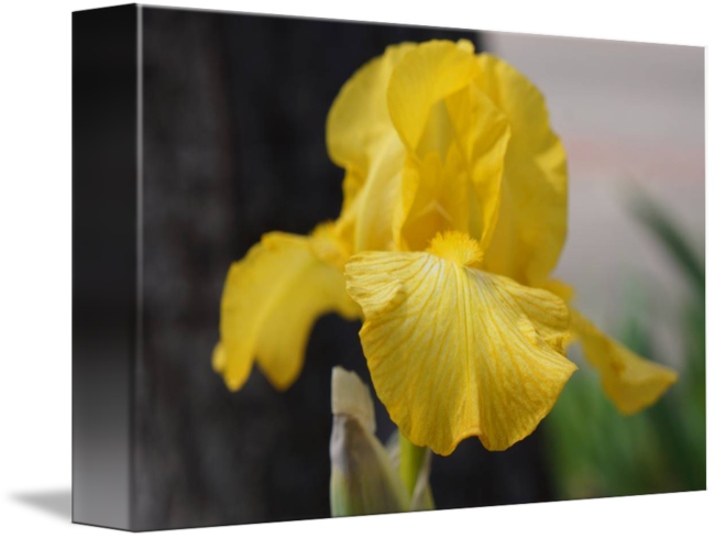Floral Garden Art Prints Yellow Iris Flower By Baslee - Yellow Iris (650x489)