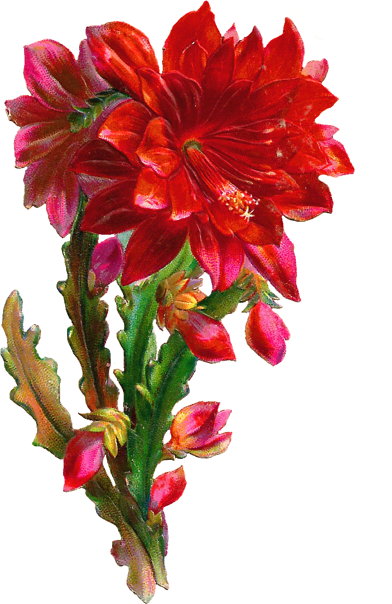 Graphic Art Flowers - Floristeria En Santo Domingo Republica Dominicana (867x1347)