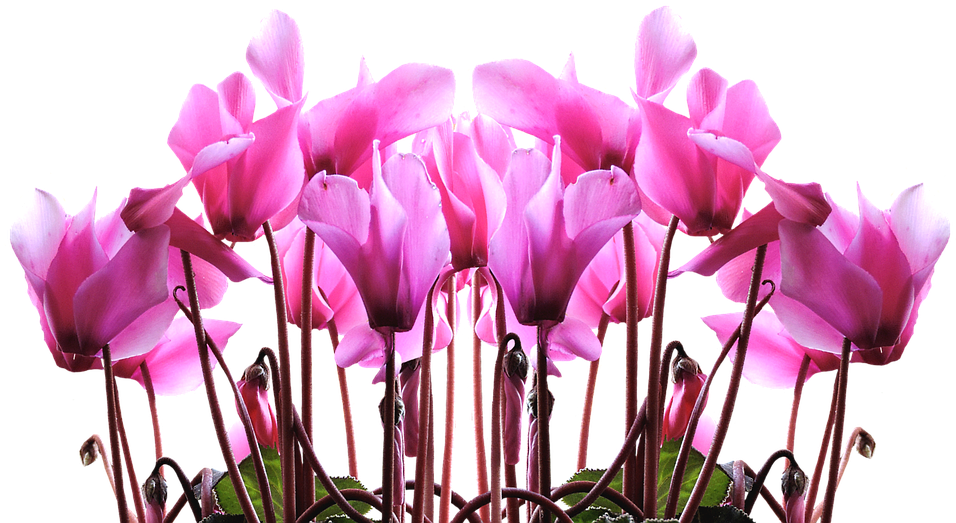 Tulip Stencil Free 25, - Happy Mothers Day 2018 (957x720)