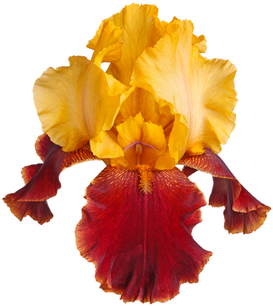 Yellow And Burgundy Iris Flower - Iris Croatica (475x550)
