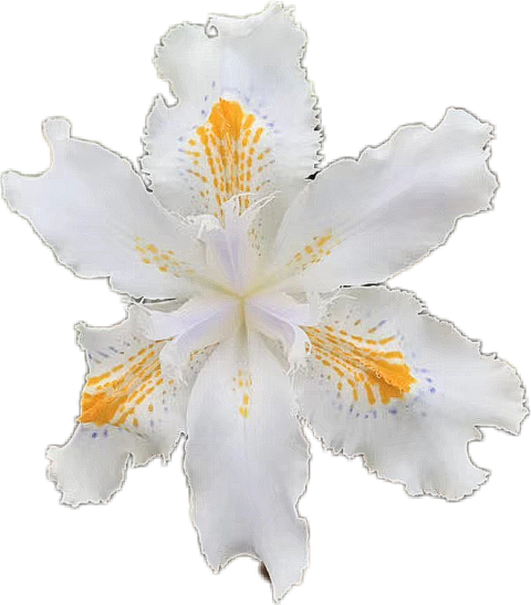 Peruvian Lily (480x547)