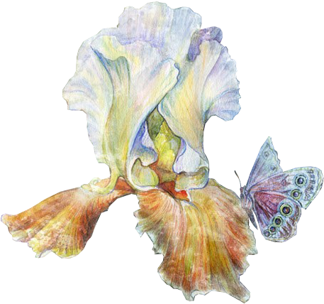 Iris - Watercolor Paint (477x446)