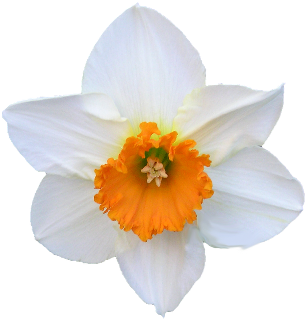 Daffodil White And Orange Â - Hvid Og Orange Blomst (626x720)