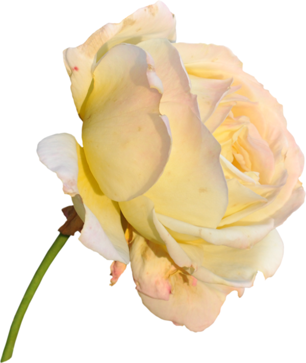 Yellow Roses - Flower (600x712)
