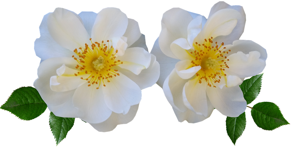 Flowers, Rose, White, Summer - Stock.xchng (960x540)
