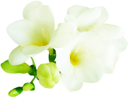 Publicat De Eu Ciresica La - Flower (500x392)