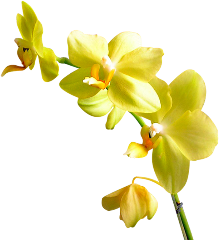 Flower Orchids Plant Garden Roses Yandex - Flower Orchids Plant Garden Roses Yandex (800x790)