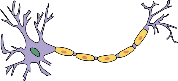 Free Vector Neuron With Axon Clip Art - Partes De Una Neurona (600x275)