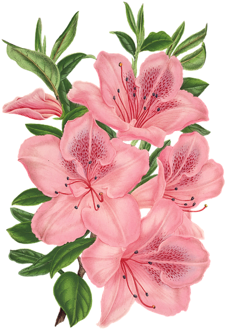 Pink Bunch Of Flowers Drawing Flowers Pinterest Flowers - Bunch Of Flowers Drawing (478x720)