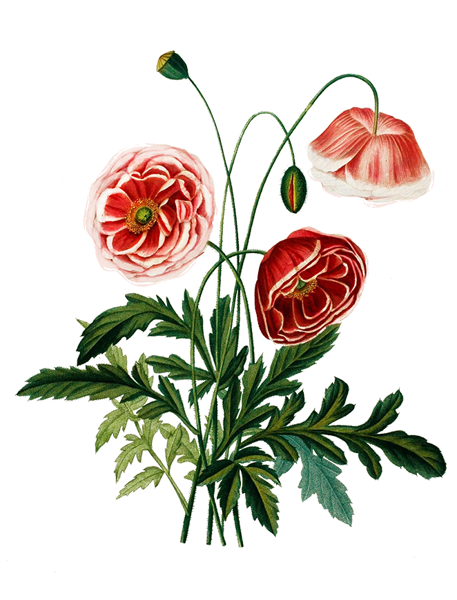 Persian Flowers Botanical (661x886)