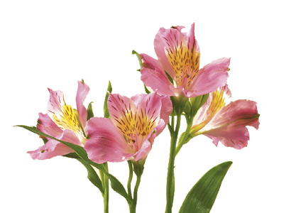Alstroemeria - Alstroemeria Flower (400x300)