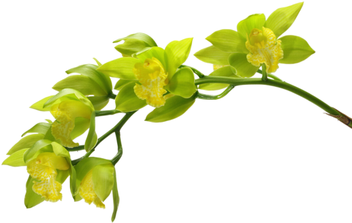 Arana Альбом «clipart / Clipart5 / Orchid» На Яндекс - Green Orchid (500x333)