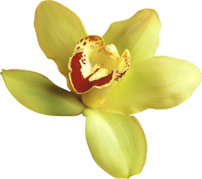Yellow Orchid Transparent Background (800x709)