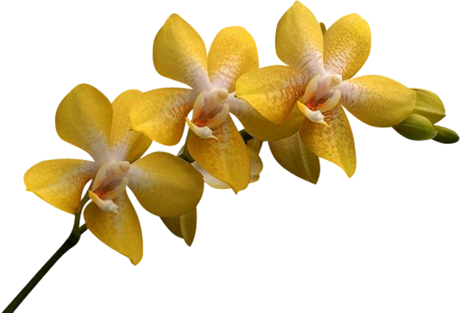 Png Клипарт "beautiful Orchids Flower" - Yellow Orchids Png (1000x715)