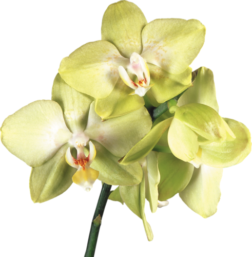 Yellow Orchids - Orchids (491x500)