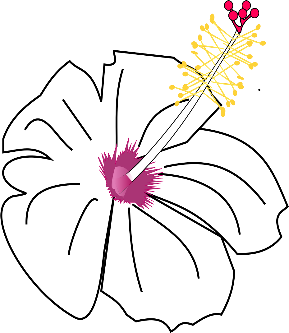 Hibiscus Flower Drawings 3, Buy Clip Art - Drawing (1000x1414)