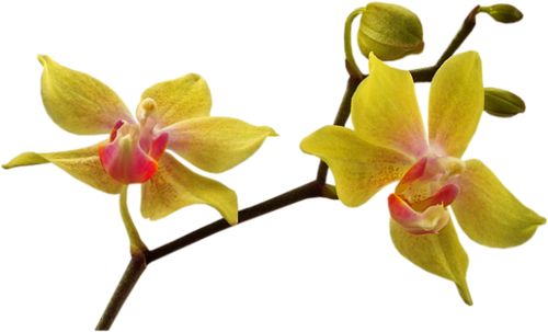 Have - Name Day (500x303)