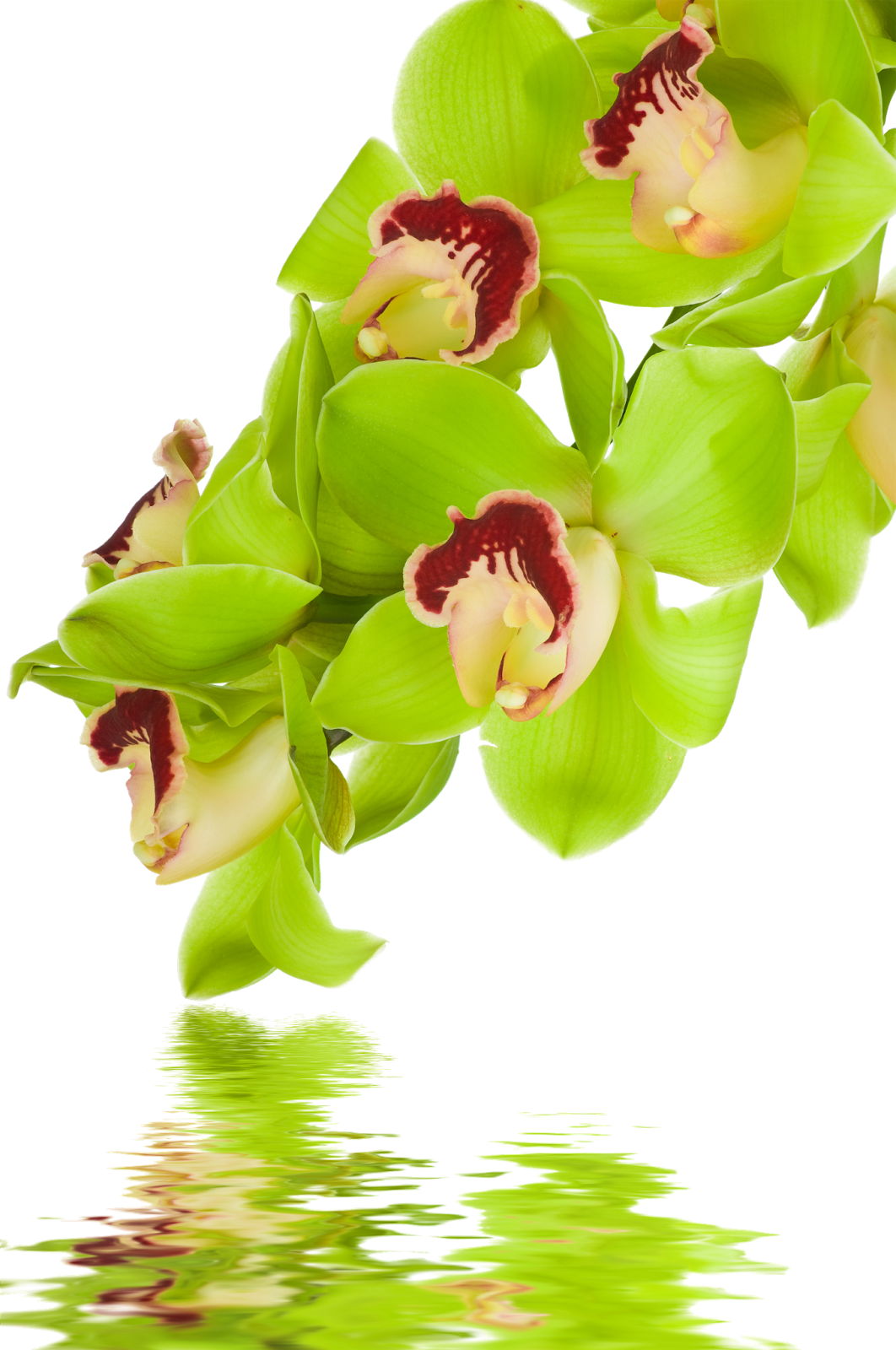 Png Клипарт "beautiful Orchids Flower" - Cypripedium (1062x1600)