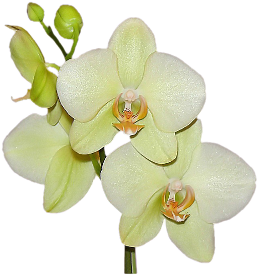 Tube Orchidée Png (578x563)