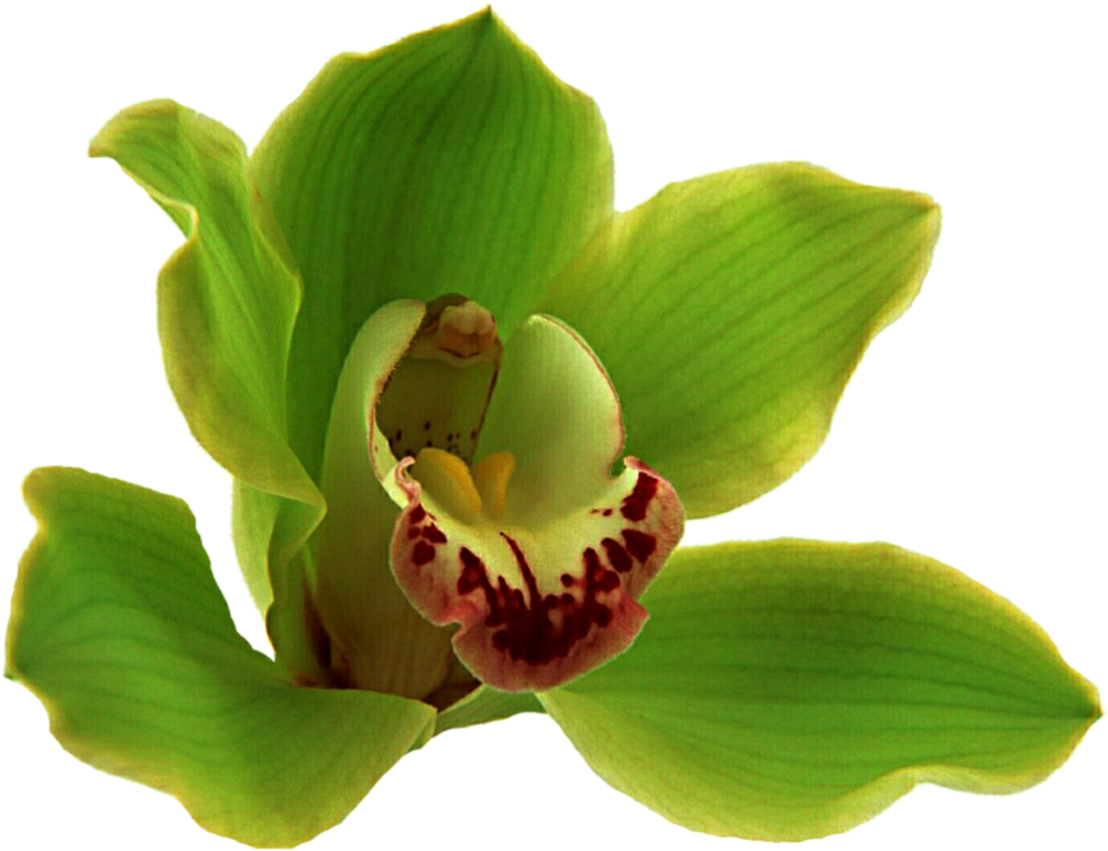 Cypripedium Flower Boat Orchid Moth Orchids Plant Stem - Cypripedium Flower Boat Orchid Moth Orchids Plant Stem (1020x784)