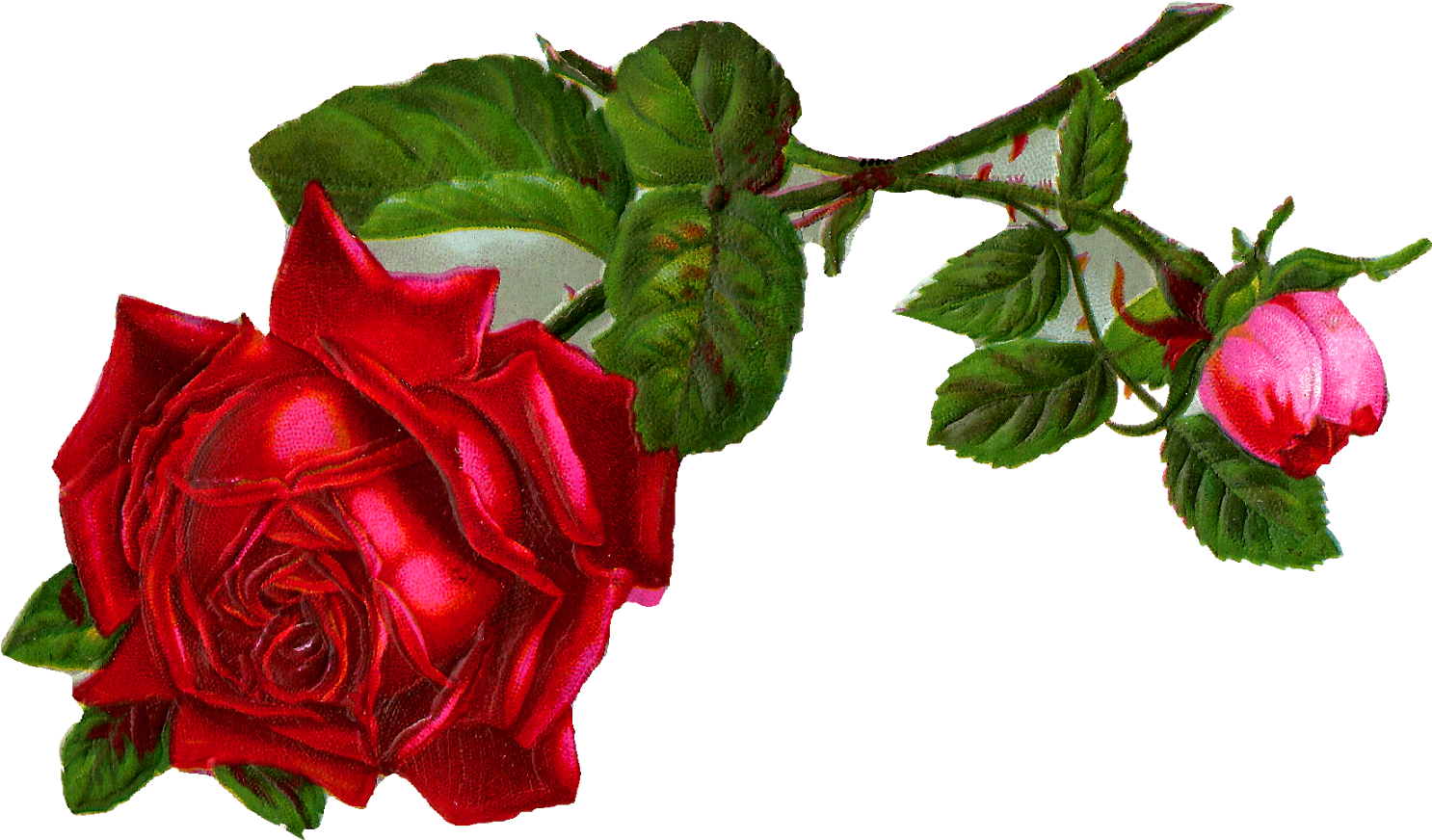Stock Rose Flower Image - Vintage Red Rose Clip Art (1600x1016)