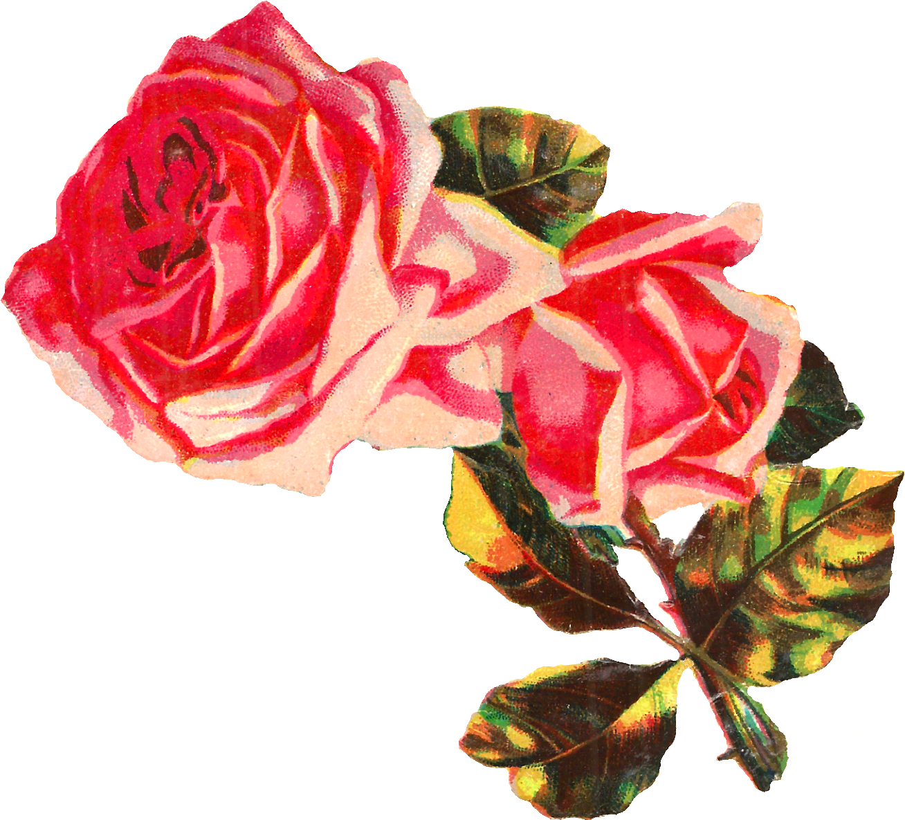 Pink Rose Clipart Collection Clip Art Png - Rose (1500x1291)