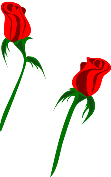 Rose Clip Art - Valentine - Rose Auf Weiß Karte (359x570)