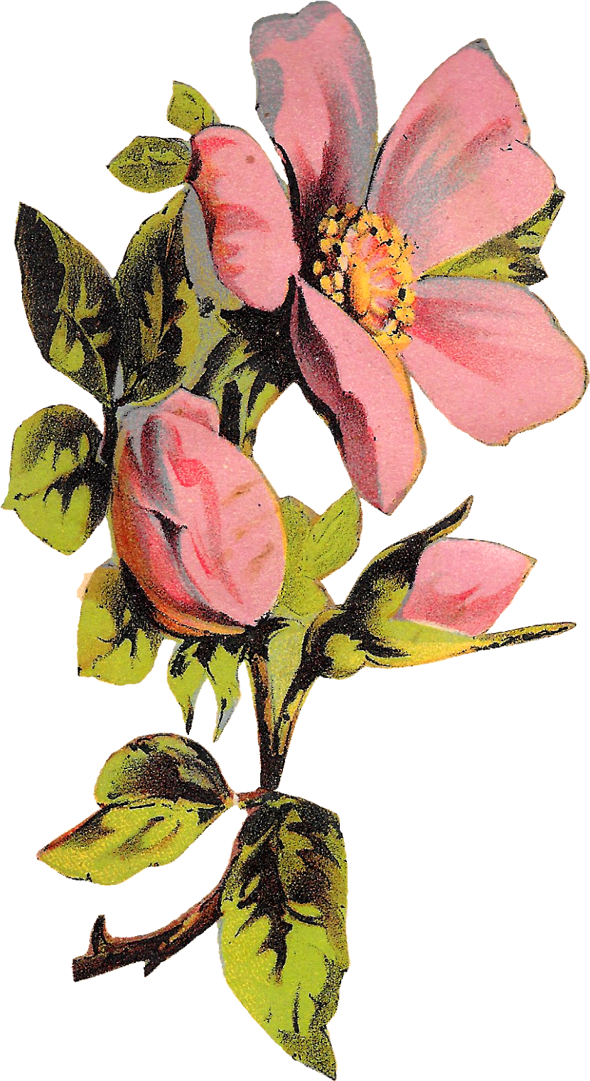Flower Rose Floral Botanical Art Illustration Clipart - Rose (906x1600)