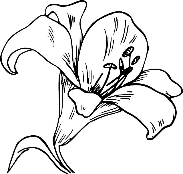 Flower Bloom Plant Lily Nature Calla Tattoo - Flower Coloring Pages For Adults (640x611)