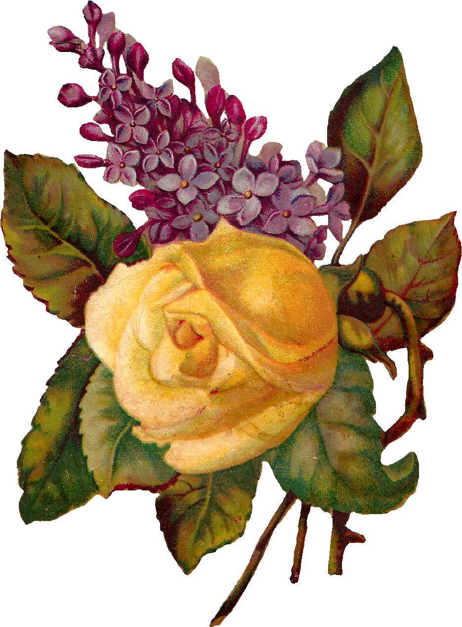 Rose And Lilac - Illustration (1013x1343)