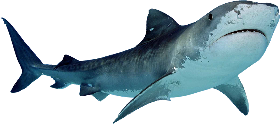Tiger Shark Clipart Bull Shark Pencil And In Color - Shark Png (1011x564)