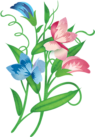 Sweet Pea - Sweet Peasflowers (500x500)