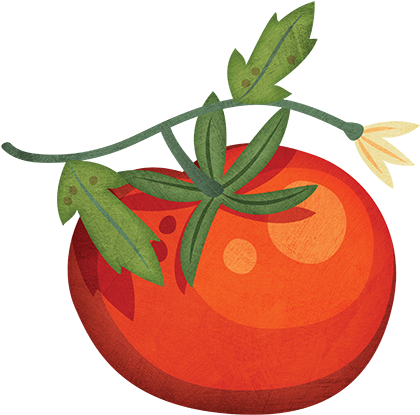 Tomato - Tomato Grow Clipart (500x500)