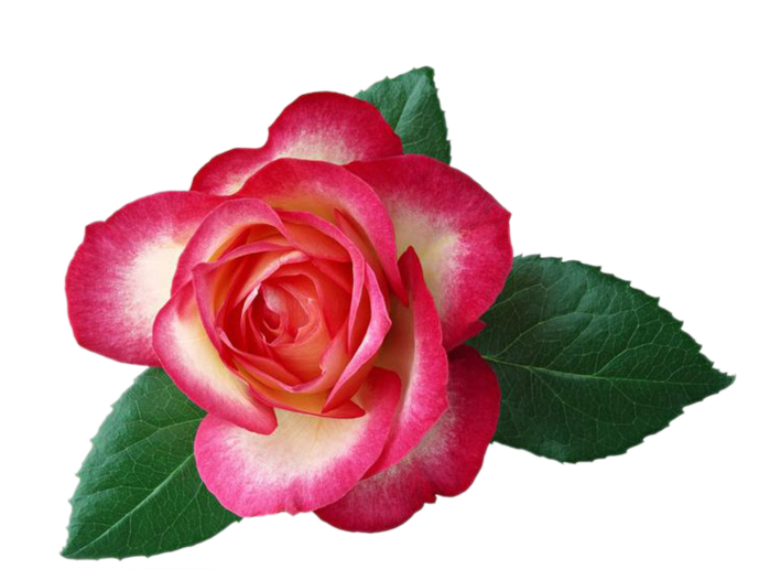 Цветы Фото Картинки На Прозрачном Фоне - Happy Birthday Jijaji Cake (699x516)